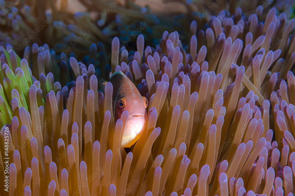 Pink Skunk Clownfish (Amphiprion perideraion) Pink Skunk Clownfish (Amphiprion perideraion)