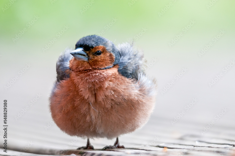 Fototapeta premium red bird