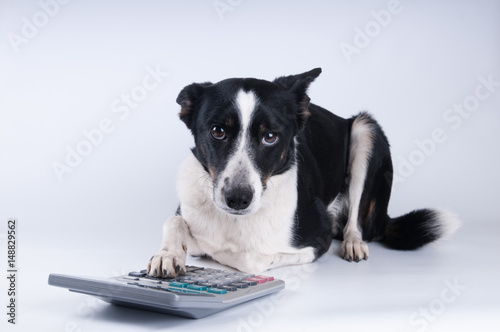 Lying portrait of dog with calculator