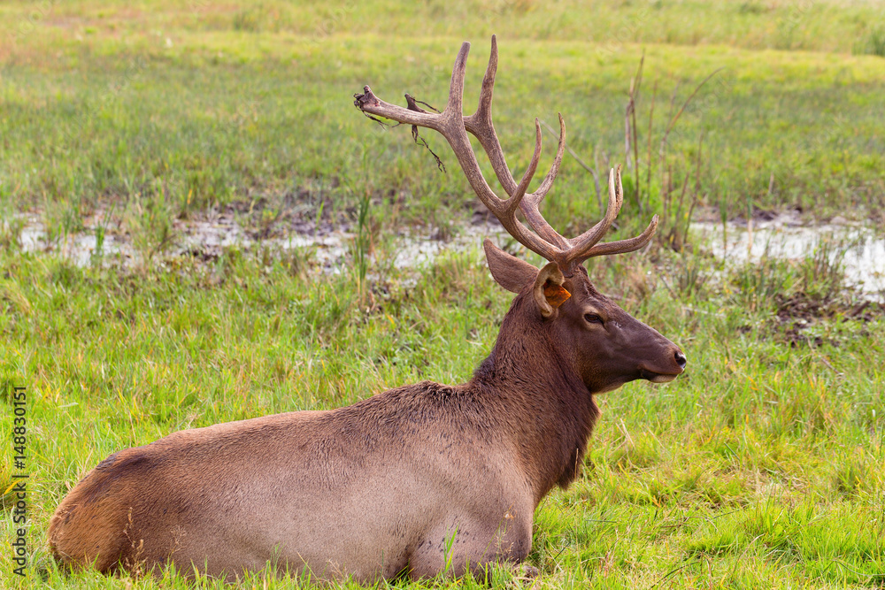 An adult large male maral lies on the grass and rests. Its horns are stained with earth. Breeding marals on the farm. An adult large male maral lies on the grass and rests. Its horns are stained with earth. Breeding marals on the farm.