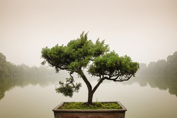 Plexiglas schilderij Zen Japanse bonsai in zentuin  © ChompopsonG