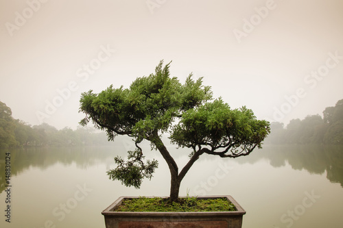 Japanese bonsai tree in pot at zen garden Bonsai is a Japanese art form using trees grown in containers photo