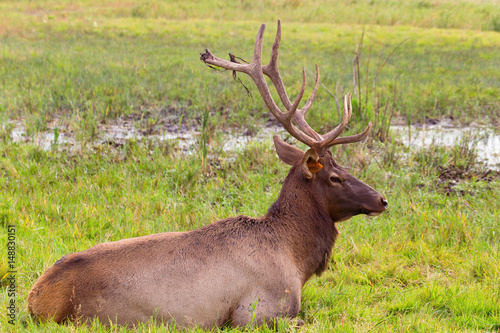 An adult large male maral lies on the grass and rests. Its horns are stained with earth. Breeding marals on the farm.