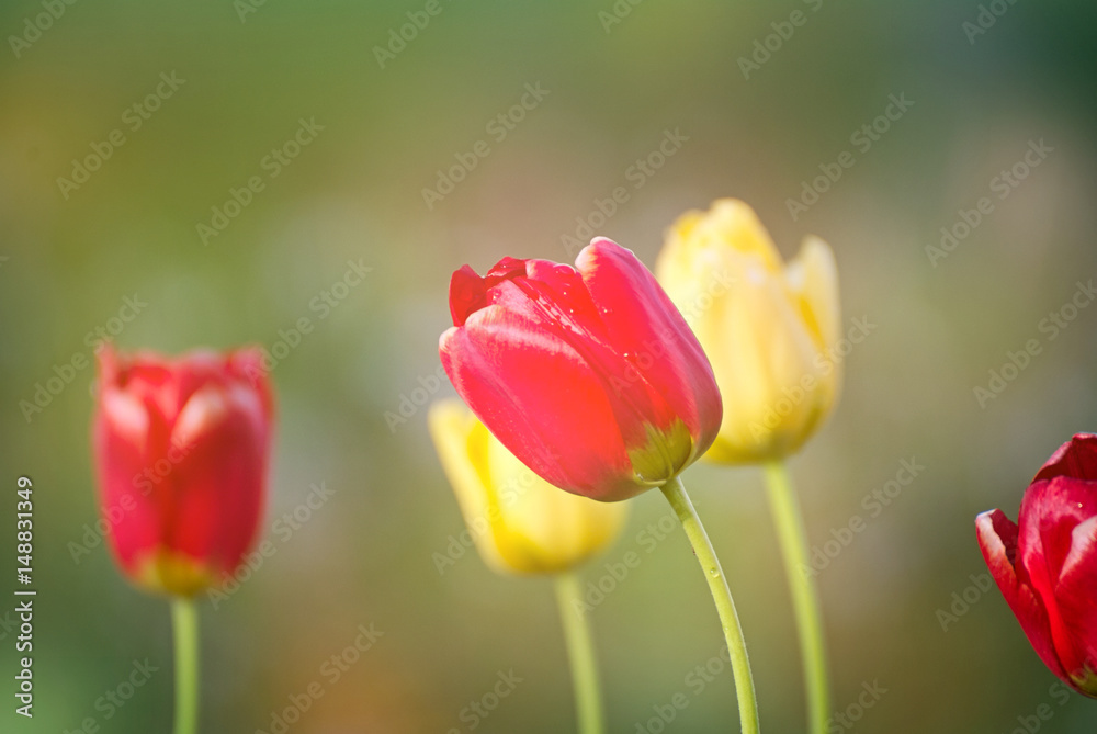 Beautiful flowers on a field in summer Beautiful flowers on a field in summer