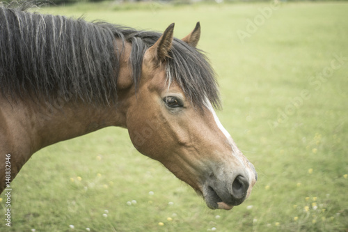 Head shot of horse in grassy field. © Tim Bird