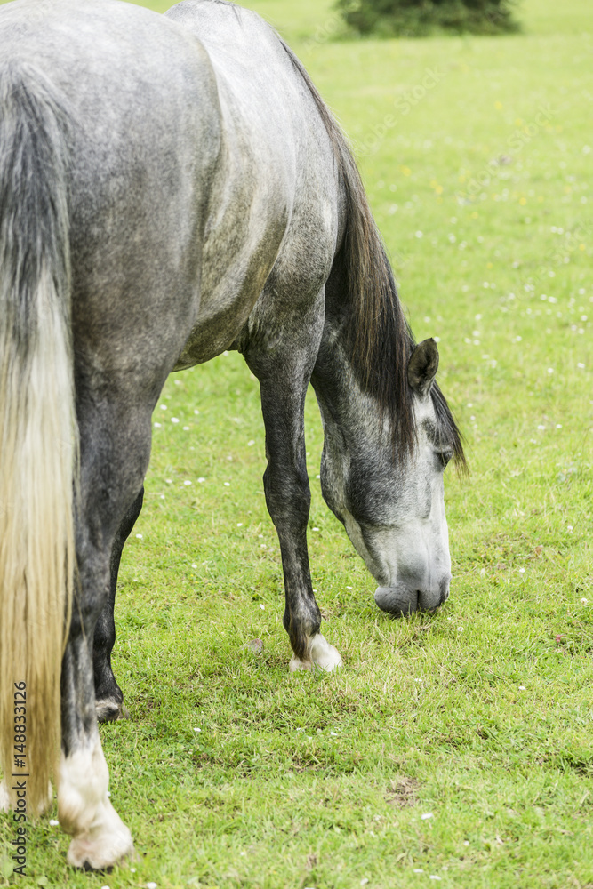 Horse in field eating grass.