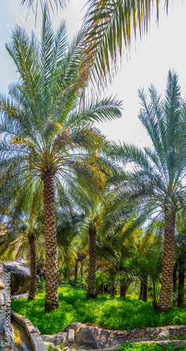 View of an oasis with typical falaj irrigation system in the Misfat al abriyeen village in Oman. photo