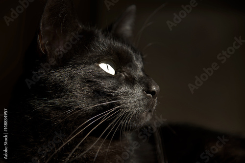 Edel black Cat.