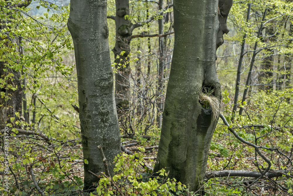 Fototapeta premium Dried beech trees that are recovering after a forest fire