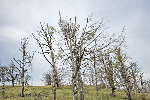 Dried beech trees that are recovering after a forest fire
