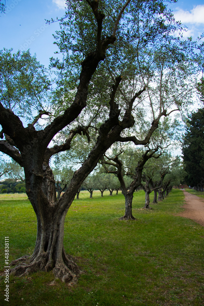 olives trees against blue sky and green grass
