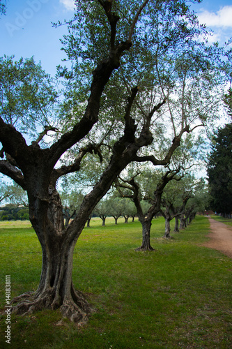 olives trees against blue sky and green grass