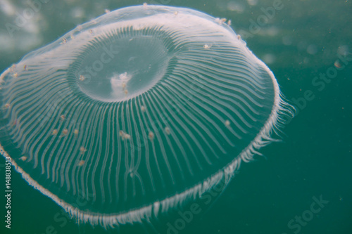 Jellyfish - Aurelia sp