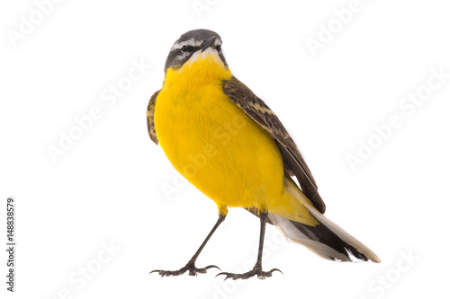 Western yellow wagtail © fotomaster