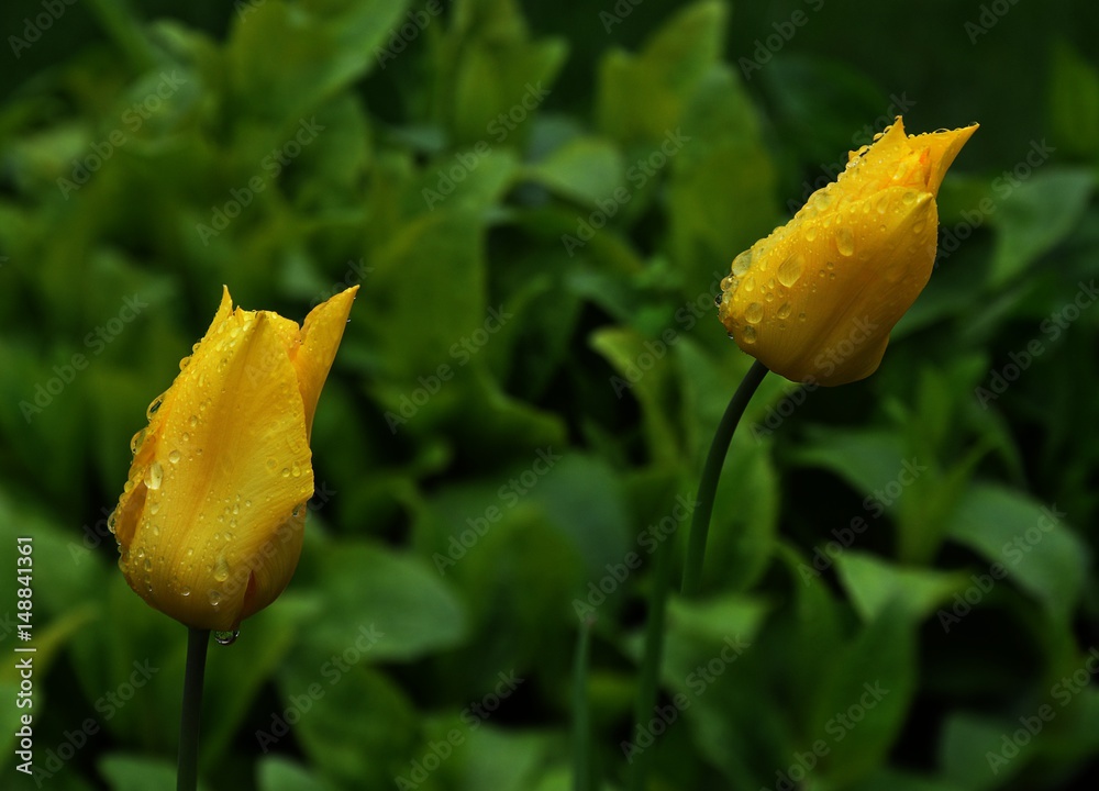 gelbe Tulpen mit Regentropfen Wassertropfen nach einem Regenschauer gelbe Tulpen mit Regentropfen Wassertropfen nach einem Regenschauer