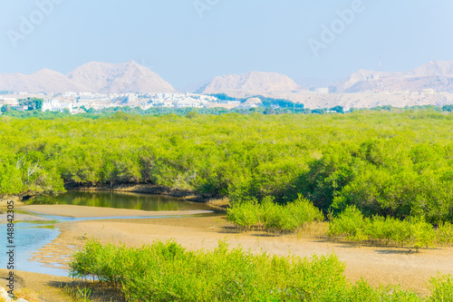 Wetlands in Muscat, the capital of Oman photo