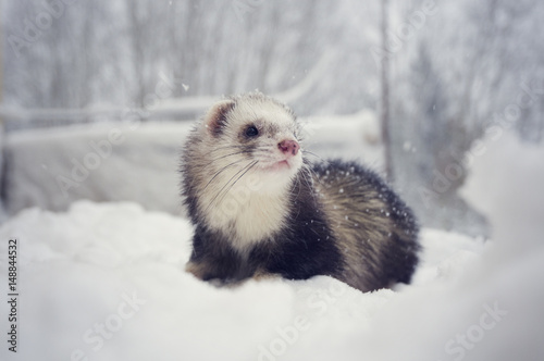 Sable mitt ferret with white bib in snow outdoor in winter