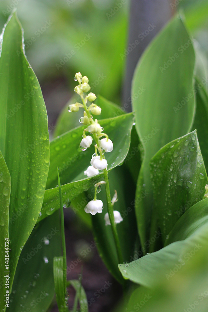 Lily of the valley after the rain and drops of water. Lily of the valley after the rain and drops of water.