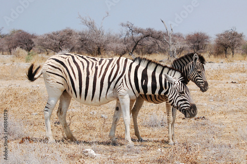 Little Zebra with his mother in the Etosha National Park