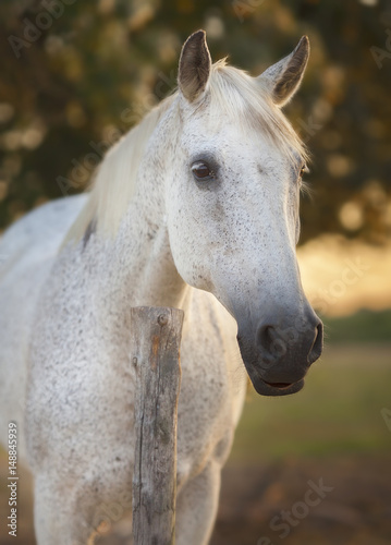 Portrait of a white horse in morning light.