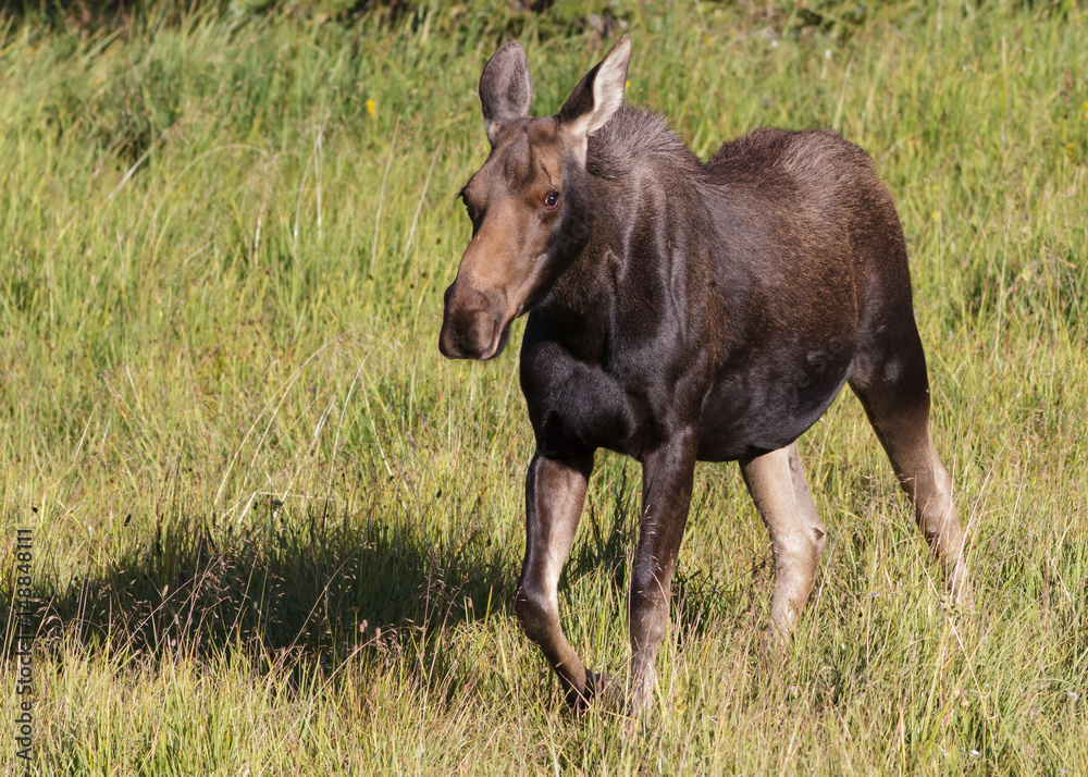 The Shiras Moose of Colorado The Shiras Moose of Colorado