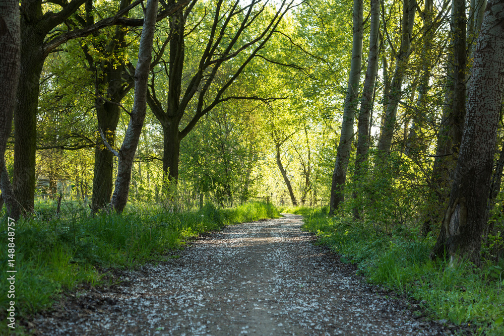 A hiking trail through the forest in spring A hiking trail through the forest in spring