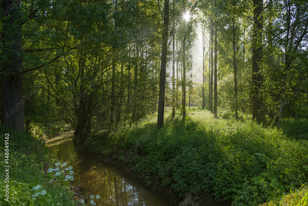 Forest in morning light Forest in morning light