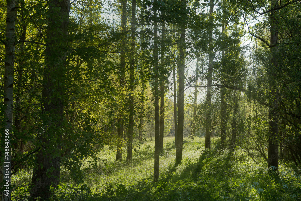 Fototapeta premium Forest morning light