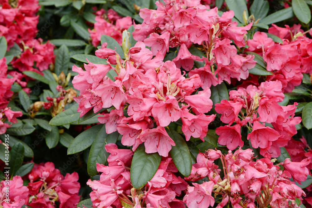 pink rhododendron blossom in springtime.