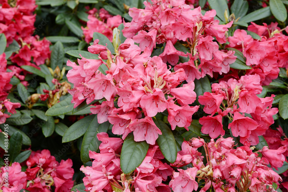 pink rhododendron blossom in springtime. pink rhododendron blossom in springtime.
