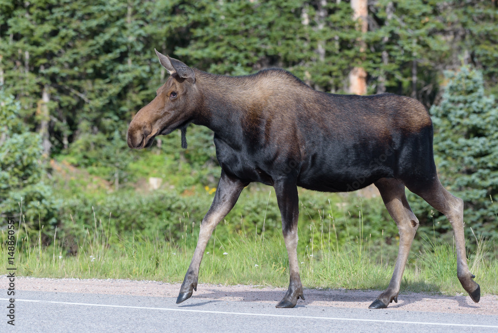 The Shiras Moose of Colorado