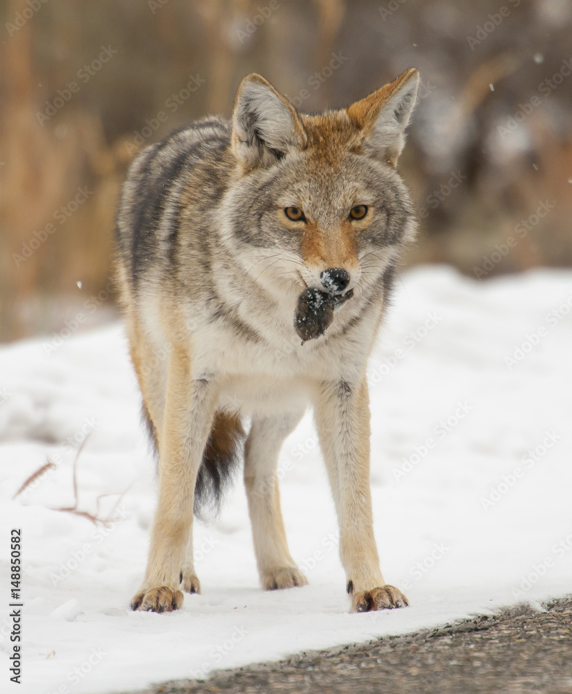 Coyote with lunch of mouse or vole in snow at Yellowstone National Park