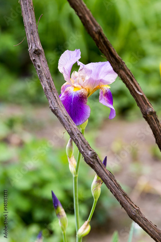 Fototapeta Naklejka Na Ścianę i Meble -  Purple iris flower in garden