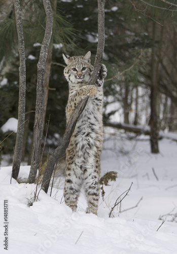 Bobcat in deep white snow