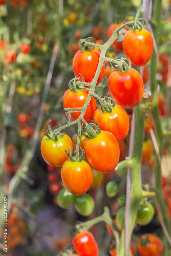 Close up tomatoes hanging on trees in garden 