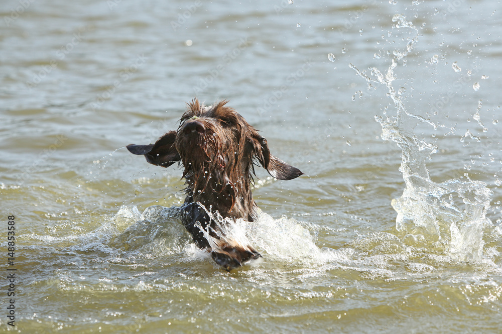 Italian Wire-haired Pointing Dog in the water Italian Wire-haired Pointing Dog in the water