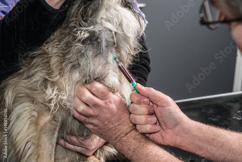 Fototapeta Naklejka Na Ścianę i Meble -  La prise de sang et l’analyse sanguine permettent d’étudier les composants du sang. La numération-formule sanguine apporte ainsi de nombreux renseignements.