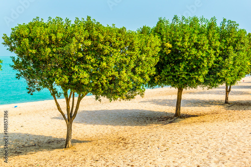 View of a beach with an orchard in the Kuwait city. photo