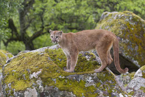 Mountain Lion