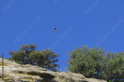 gabbiano in volo sopra una scogliera