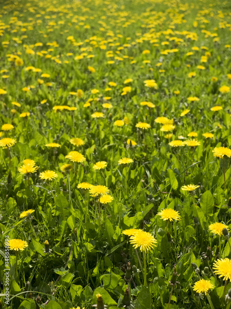 Lots of dandelions on green grass.