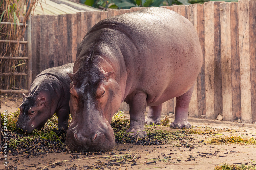 Baby hippo and mom eating food and grass.
