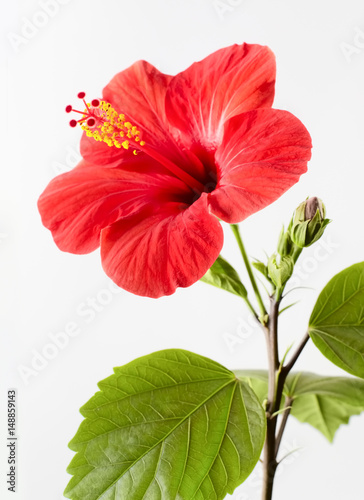 Hibiscus