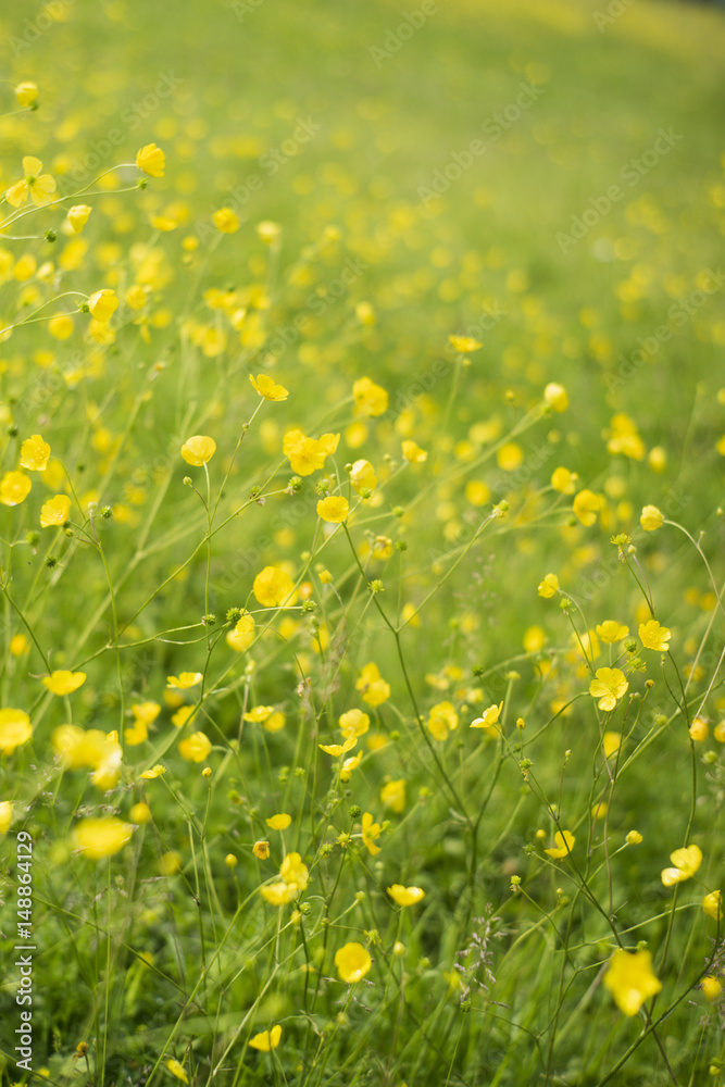 Buttercups in the English countryside. Buttercups in the English countryside.