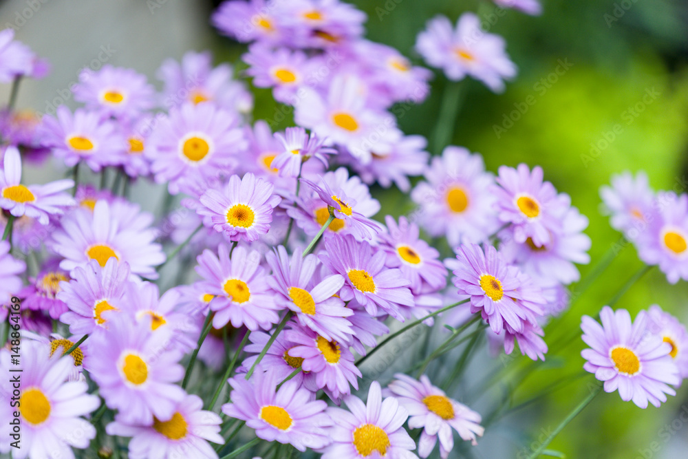Fototapeta premium Purple Daisy.