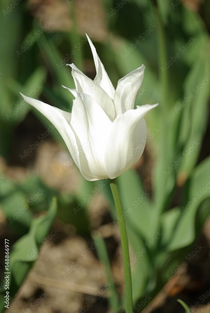 Tulipe blanche à fleur de lys au printemps au jardin Stock Photo | Adobe  Stock