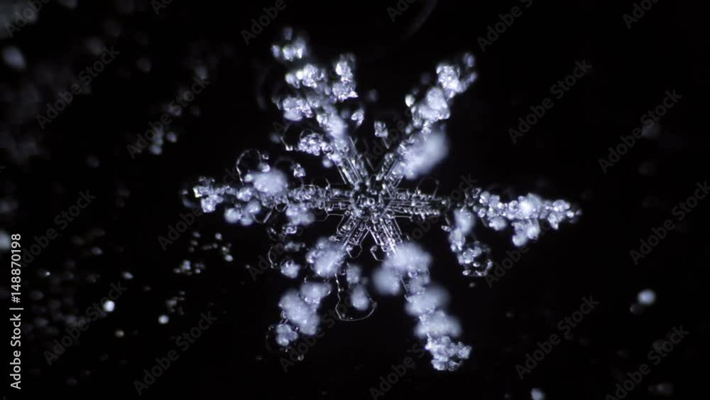 Perfect Melting Snowflake Perfect Melting Snowflake
