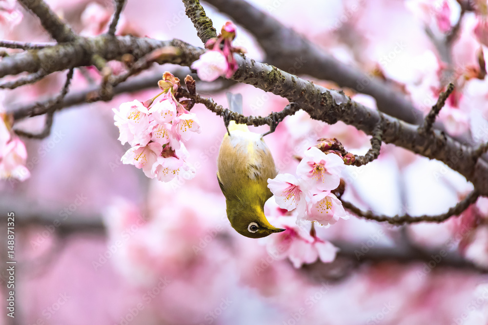 The Japanese White-eye and cherry blossoms. Located in Tokyo Prefecture Japan.