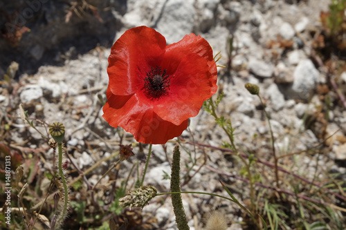 papavero rosso photo