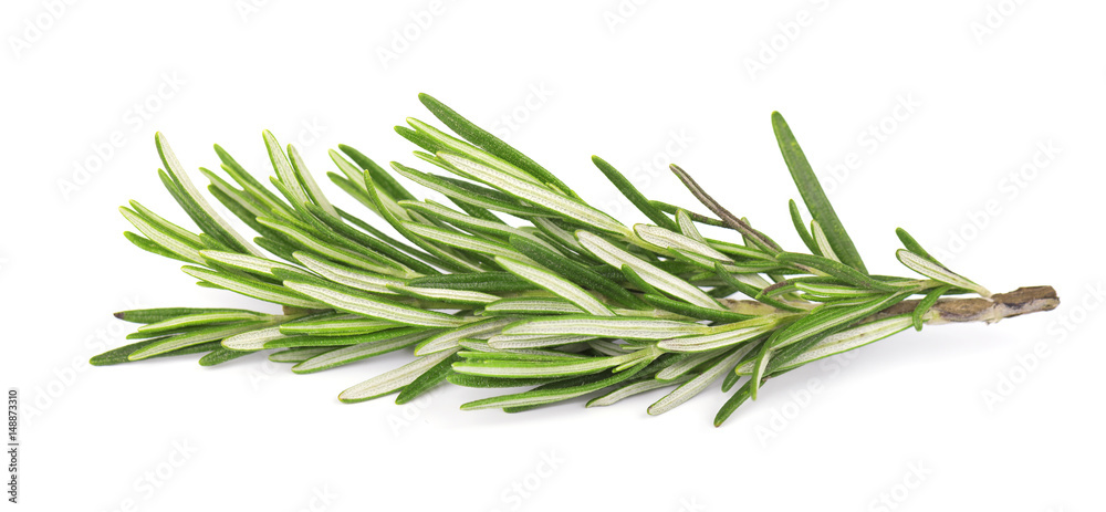 Fototapeta premium Fresh rosemary isolated on white background